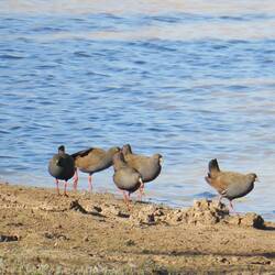 Black-tailed Native-hen
