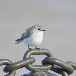 Jacky Winter