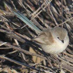 Variegated Fairy-wren