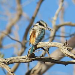 Red-backed Kingfisher