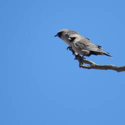 Black-faced Woodswallow