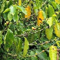Coffee beans