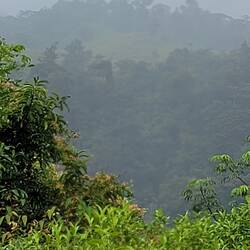 Cloud forest