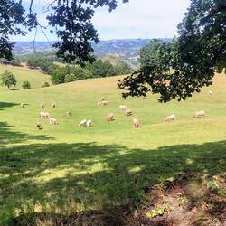 Ses dames les vaches clochettes répandant leur délicieux ding-dong tout au long des champs