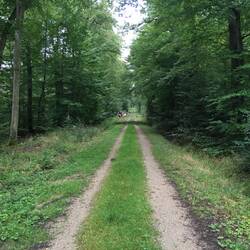 Ordentliche Waldwege haben sie hier - Ils ont des chemins forestiers décents ici