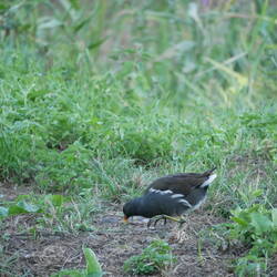 Teichhuhn - man beachte die überdimensionierten Füße