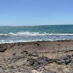 Turtles fight their way through this to lay eggs