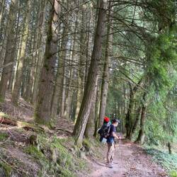 Chemins en forêt