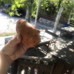 Kaktusfeige/ Opuncja