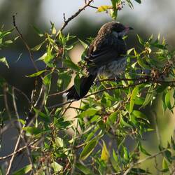 Spiny-cheeked Honeyeater