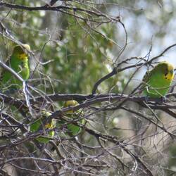 Budgerigar