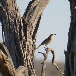 White-winged Triller