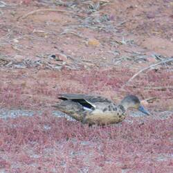 One unusual duck - unidentified