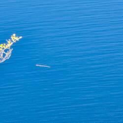 Unscharf, aber ein Krokodil