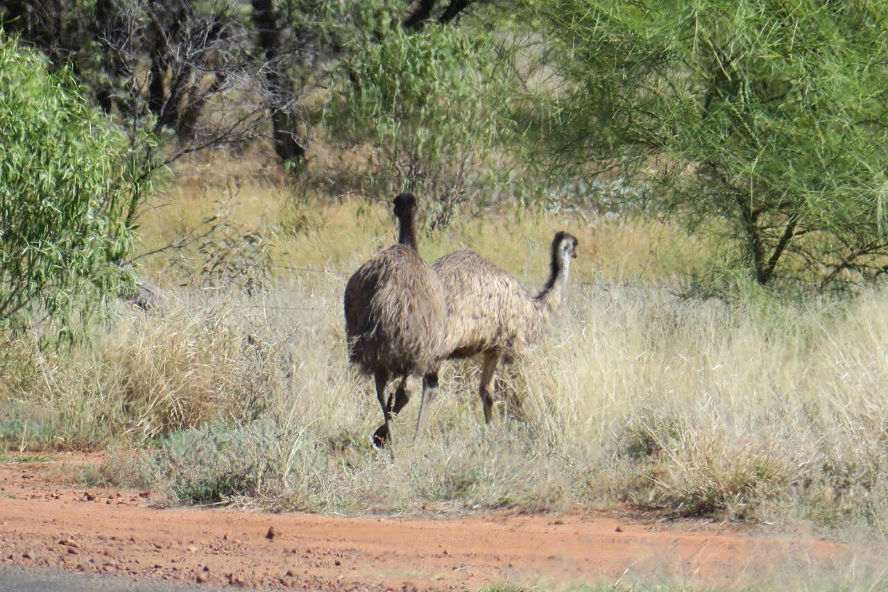 Emu
