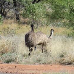 Emu