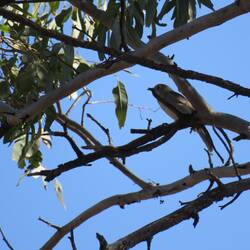 Rufous Whistler