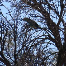Mallee Ringneck