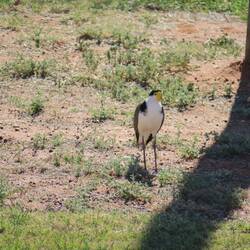 Masked Lapwing