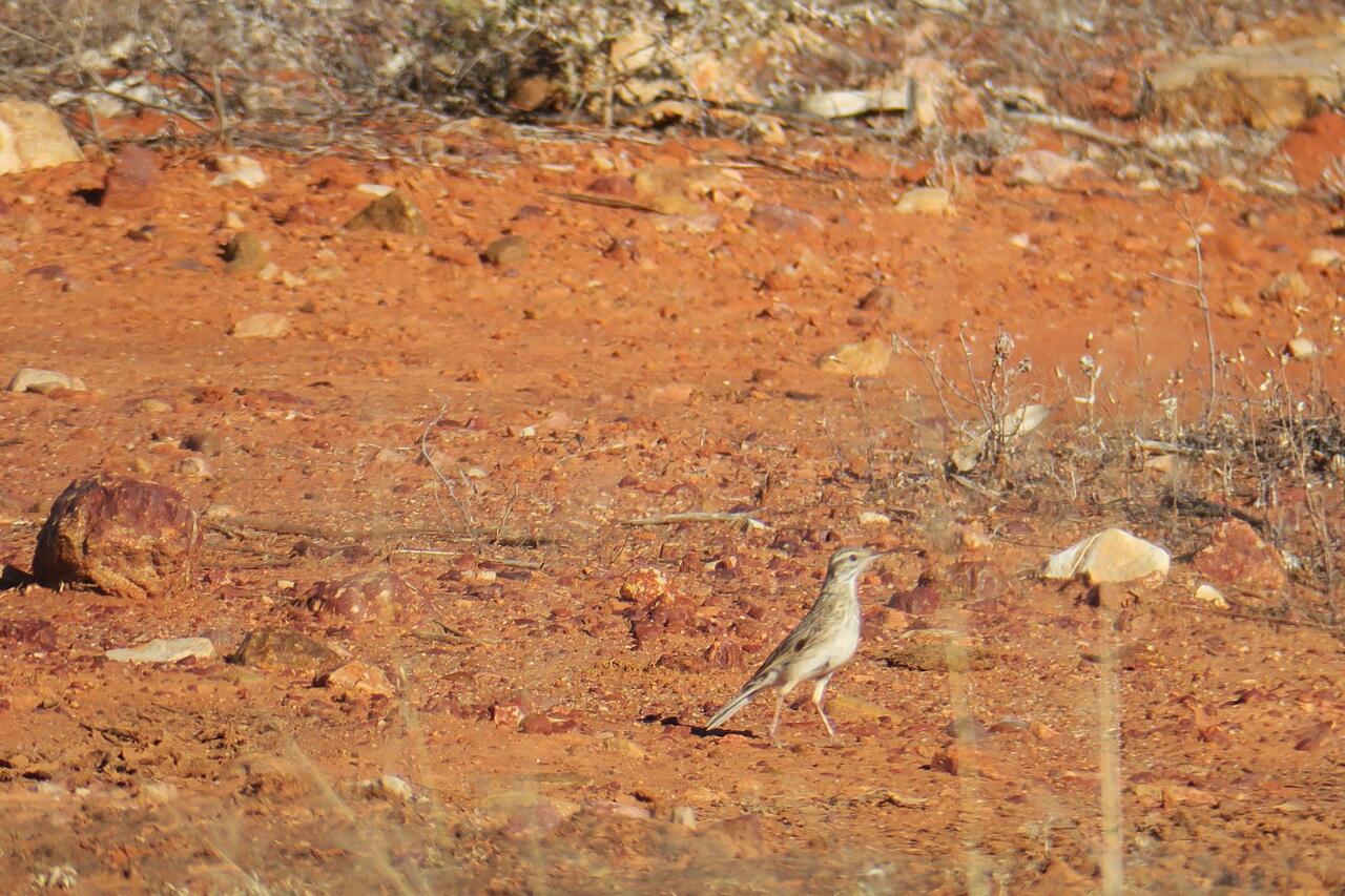 Australasian Pipit