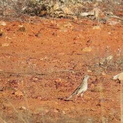 Australasian Pipit