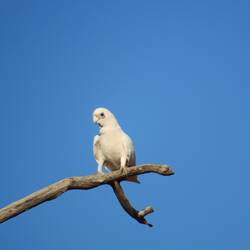 Little Corella