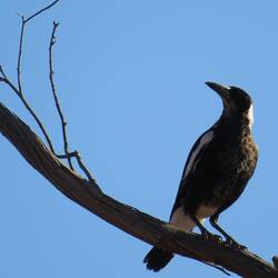 Australian Magpie