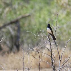 Willie Wagtail
