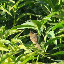 Australian Reed-warbler