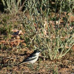 White-winged Triller
