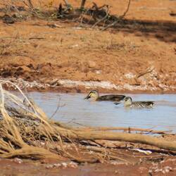 Pacific Black Duck with Pink-eared Duck