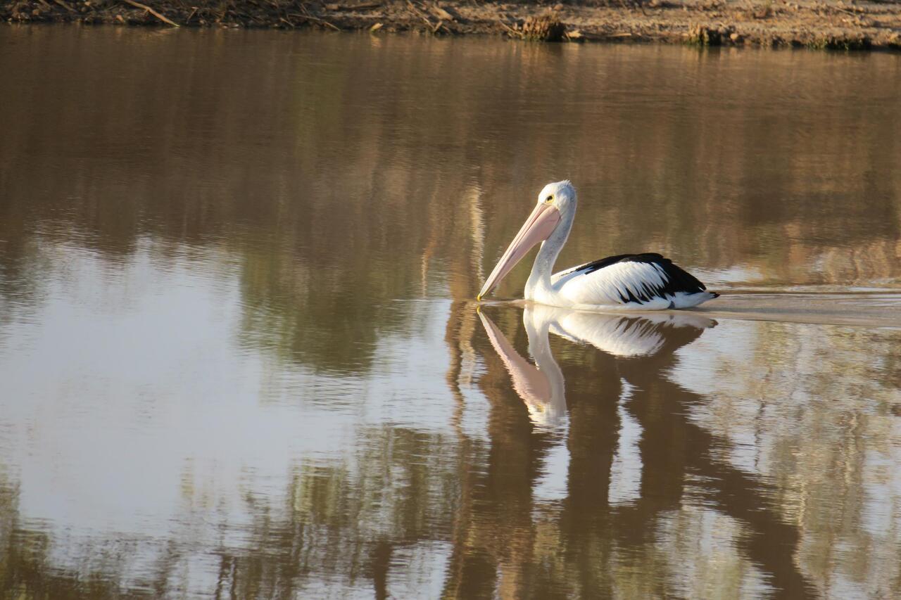 Australian Pelican