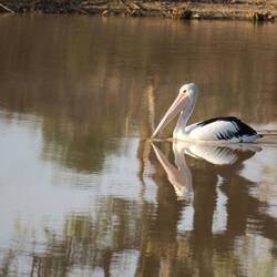 Australian Pelican