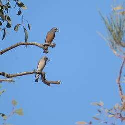 White-browed Woodswallow with Masked Woodswallow