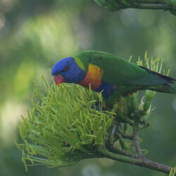 Rainbow Lorikeet