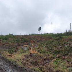 Harz aktuell