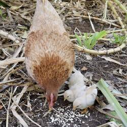 2 days old
