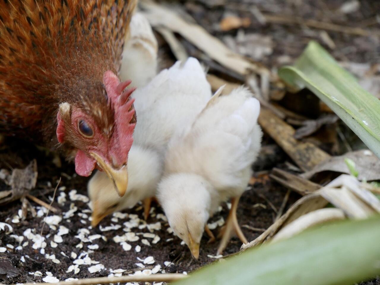 Newbies, only 2 days old.