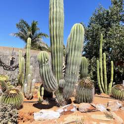 Cactus garden