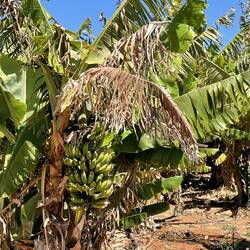 Banana plantation