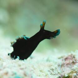 Aplysia nigrocincta (knapp 1cm lang)