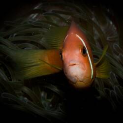 Anemonenfisch