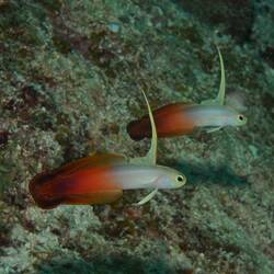 Fire - Gobys