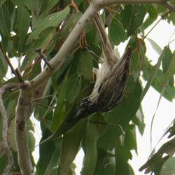 Striped Honeyeater