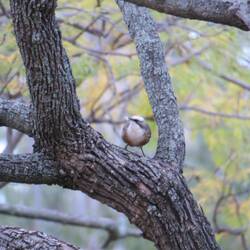 Grey-crowned Babbler