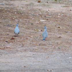 Crested Pigeon