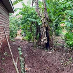 Kurz den Duft von Freiheit schnuppern 🐖💨