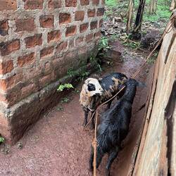 Die sehen so aus als hätten sie gerne einen Stall ☔️💧