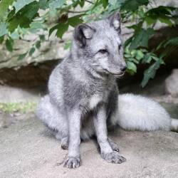 Junger Polarfuchs