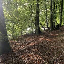 Wald